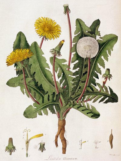 Dandelion by William Kilburn